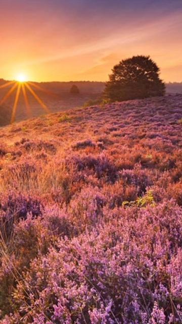 Boutique Chalet Veluwe 푸텐 외부 사진